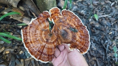 Microporus xanthopus