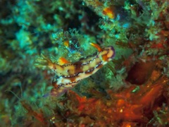 Hypselodoris krakatoa