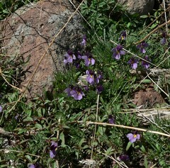 Viola beckwithii