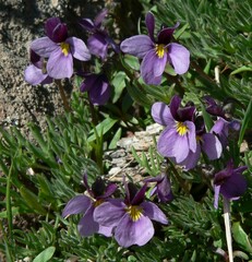 Viola beckwithii