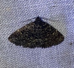 Metalectra diabolica