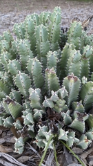 Euphorbia resinifera