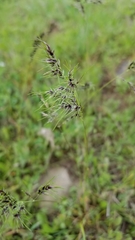Poa bulbosa