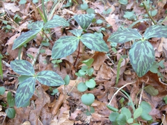 Trillium gracile