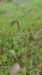 Poa bulbosa