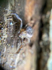 Thomisidae