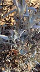Salvia apiana