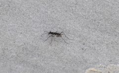 Ellipsoptera marginata
