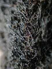 Pseudephebe pubescens