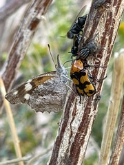 Euphoria fascifera