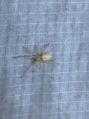 Clubionidae