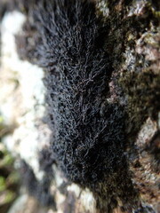 Pseudephebe pubescens