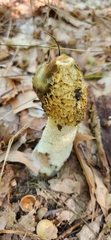 Phallus impudicus