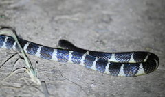 Bungarus multicinctus