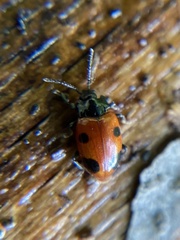 Endomychus biguttatus