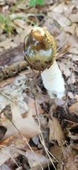 Phallus impudicus