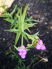 Tradescantia crassifolia