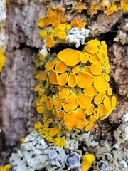 Xanthomendoza hasseana
