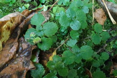 Chrysosplenium alternifolium