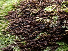 Andreaea nivalis
