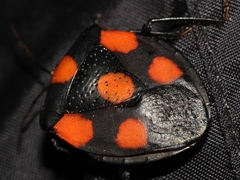 Brachystethus rubromaculatus