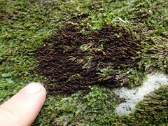 Andreaea nivalis