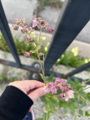 Mirabilis nyctaginea