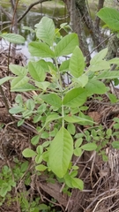 Fraxinus latifolia