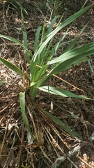 Asparagaceae
