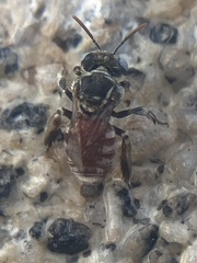 Anthophorula