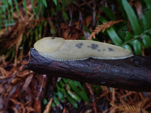 Button's Banana Slug, Sonoma County, CA, USA, photo 9 of 10