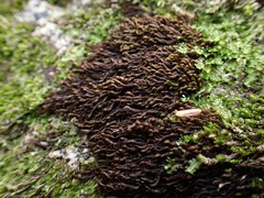 Andreaea nivalis