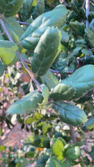 Quercus agrifolia
