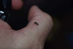 Aedes taeniorhynchus