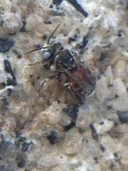 Anthophorula