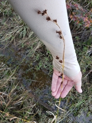 Rhynchospora glomerata