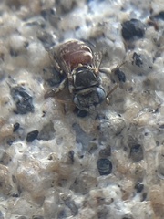 Anthophorula