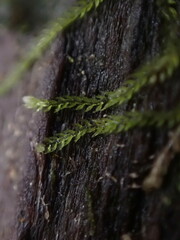 Fuscocephaloziopsis lunulifolia