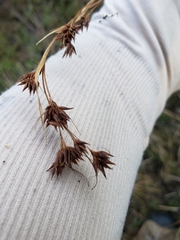 Rhynchospora glomerata