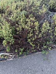 Hypericum canariense