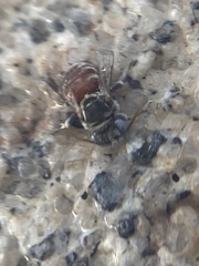 Anthophorula