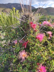 Calliandra chilensis