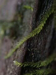 Fuscocephaloziopsis lunulifolia