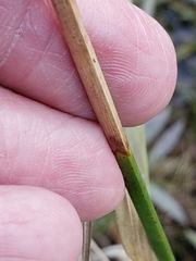 Rhynchospora glomerata