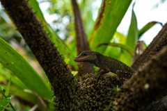 Anolis oculatus