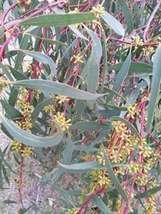 Eucalyptus goniocalyx