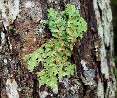 Ricasolia quercizans