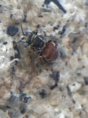 Anthophorula