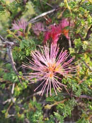 Calliandra chilensis