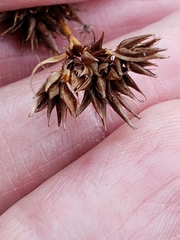 Rhynchospora glomerata
